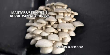 Mantar Üretim Tesisi Kurulum Maliyeti 2025