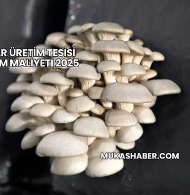 Mantar Üretim Tesisi Kurulum Maliyeti 2025