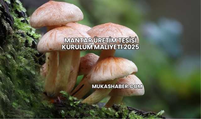 Mantar Üretim Tesisi Kurulum Maliyeti 2025