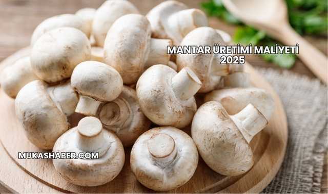 Mantar Üretimi Maliyeti 2025