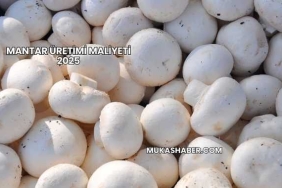 Mantar Üretimi Maliyeti 2025