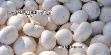 Mantar Üretimi Maliyeti 2025