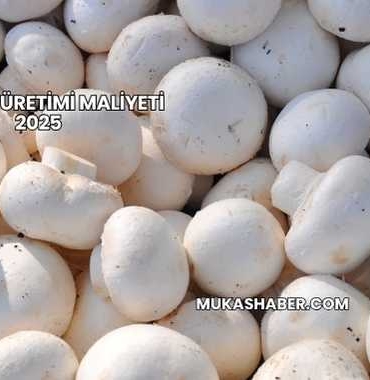 Mantar Üretimi Maliyeti 2025