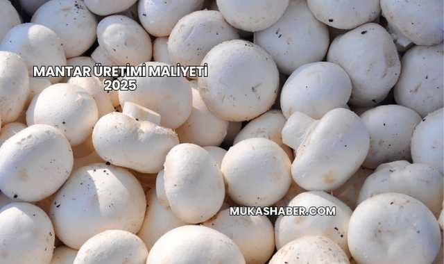 Mantar Üretimi Maliyeti 2025