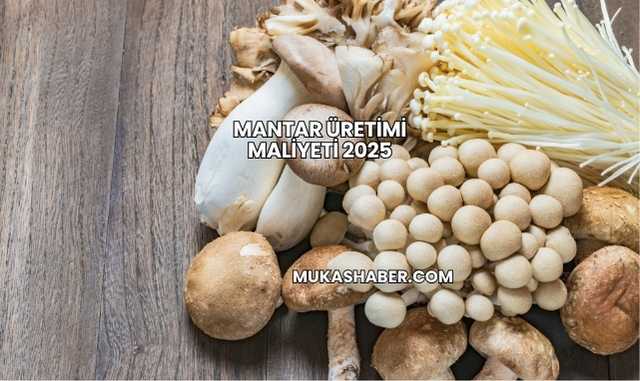 Mantar Üretimi Maliyeti 2025