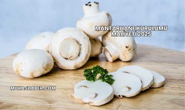 Mantarhane Kurulumu Maliyeti 2025