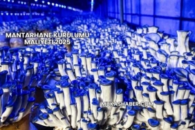 Mantarhane Kurulumu Maliyeti 2025