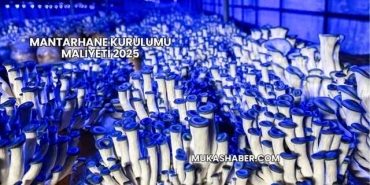 Mantarhane Kurulumu Maliyeti 2025