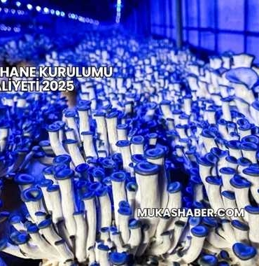 Mantarhane Kurulumu Maliyeti 2025