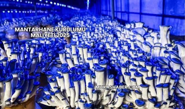 Mantarhane Kurulumu Maliyeti 2025