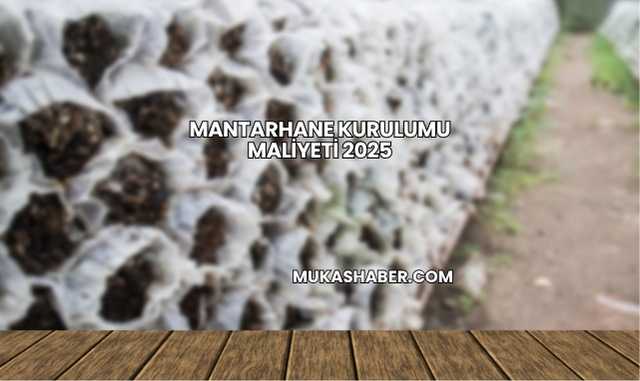 Mantarhane Kurulumu Maliyeti 2025