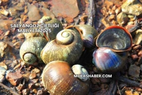 Salyangoz Çiftliği Maliyeti 2025