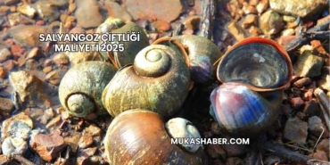 Salyangoz Çiftliği Maliyeti 2025