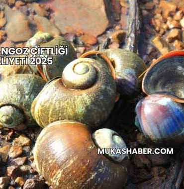 Salyangoz Çiftliği Maliyeti 2025