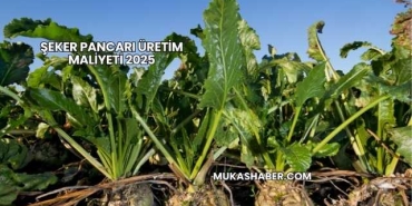 Şeker Pancarı Üretim Maliyeti 2025