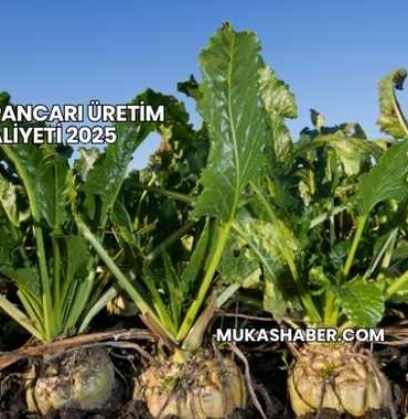 Şeker Pancarı Üretim Maliyeti 2025