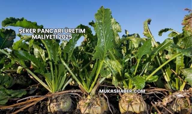Şeker Pancarı Üretim Maliyeti 2025