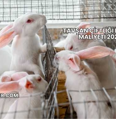 Tavşan Çiftliği Kurma Maliyeti 2025