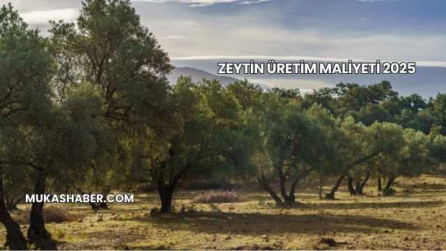 Zeytin Üretim Maliyeti 2025
