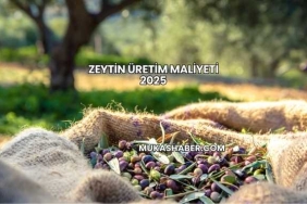 Zeytin Üretim Maliyeti 2025