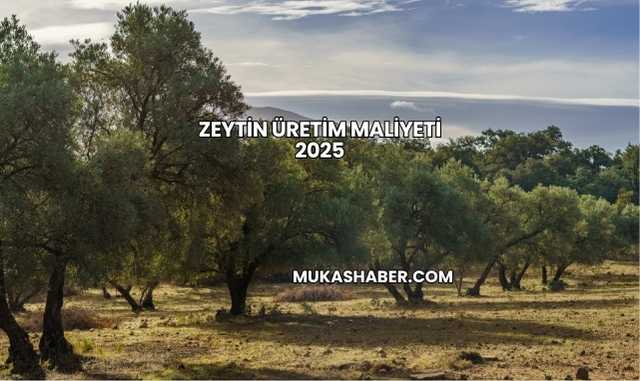 Zeytin Üretim Maliyeti 2025