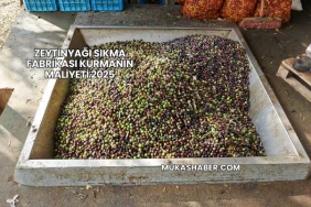 Zeytinyağı Sıkma Fabrikası Kurmanın Maliyeti 2025