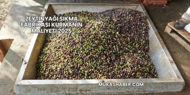 Zeytinyağı Sıkma Fabrikası Kurmanın Maliyeti 2025
