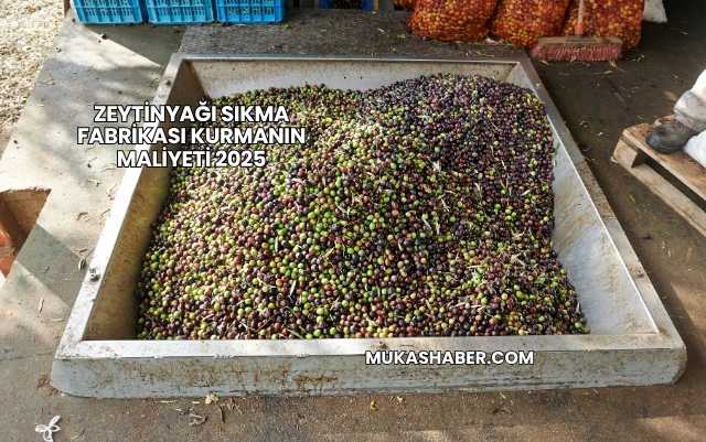 Zeytinyağı Sıkma Fabrikası Kurmanın Maliyeti 2025