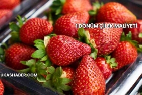 1 Dönüm Çilek Maliyeti