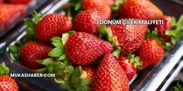 1 Dönüm Çilek Maliyeti