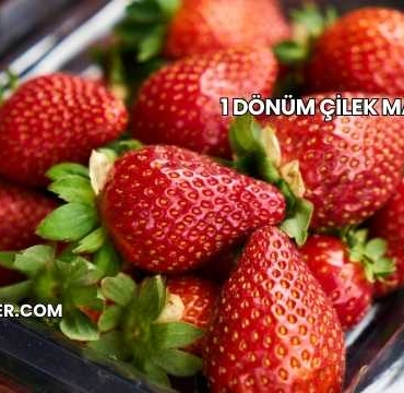 1 Dönüm Çilek Maliyeti