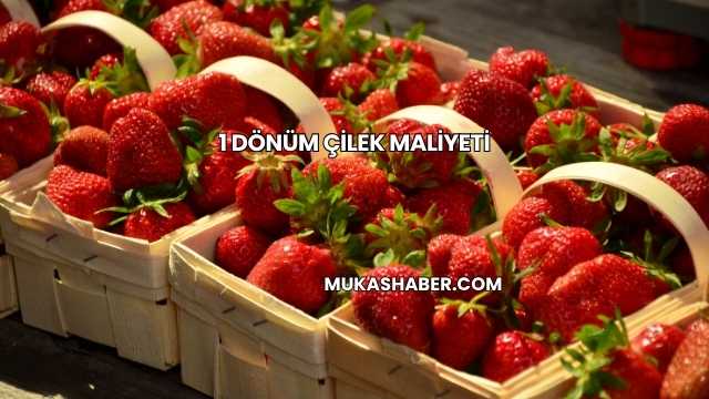 1 Dönüm Çilek Maliyeti