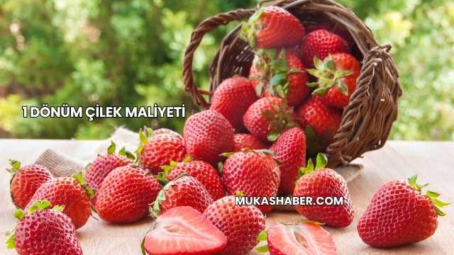 1 Dönüm Çilek Maliyeti