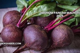 1 Dönüm Pancar Maliyeti 2025