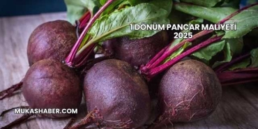 1 Dönüm Pancar Maliyeti 2025