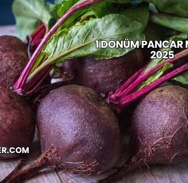 1 Dönüm Pancar Maliyeti 2025