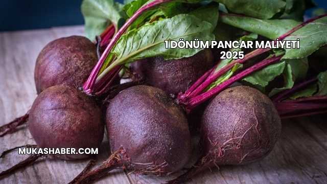 1 Dönüm Pancar Maliyeti 2025