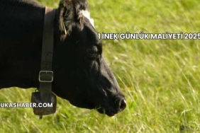 1 İnek Günlük Maliyeti 2025