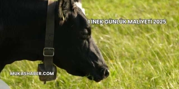 1 İnek Günlük Maliyeti 2025