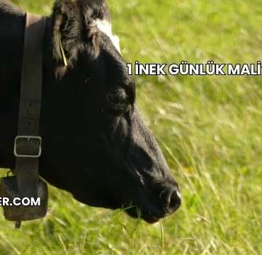1 İnek Günlük Maliyeti 2025