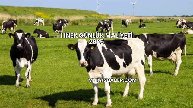 1 İnek Günlük Maliyeti 2025