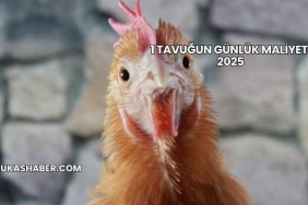 1 Tavuğun Günlük Maliyeti 2025