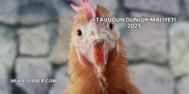 1 Tavuğun Günlük Maliyeti 2025