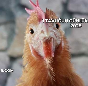 1 Tavuğun Günlük Maliyeti 2025