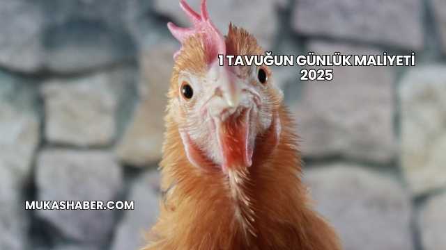 1 Tavuğun Günlük Maliyeti 2025
