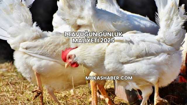 1 Tavuğun Günlük Maliyeti 2025