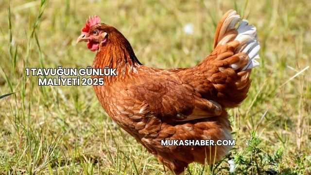 1 Tavuğun Günlük Maliyeti 2025