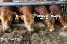 50 Büyükbaş Ahır Maliyeti 2025