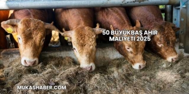 50 Büyükbaş Ahır Maliyeti 2025