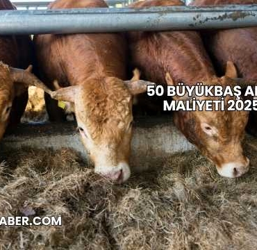 50 Büyükbaş Ahır Maliyeti 2025